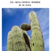 VOZ DE CACTUS / Terre 南美雨棍 仙人掌雨聲棒 Rainstick (長75CM)