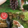 大串果殼手鈴 鴨健藤 果殼 手搖鈴 JUJU 大串堅果手鈴