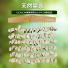 印尼 黑果種子排鈴音束 大串果殼鈴 果殼搖鈴 堅果 果殼排鈴