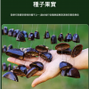 印尼 鴨毽藤 排鈴音束 大串果殼鈴 果殼搖鈴 堅果 果殼排鈴