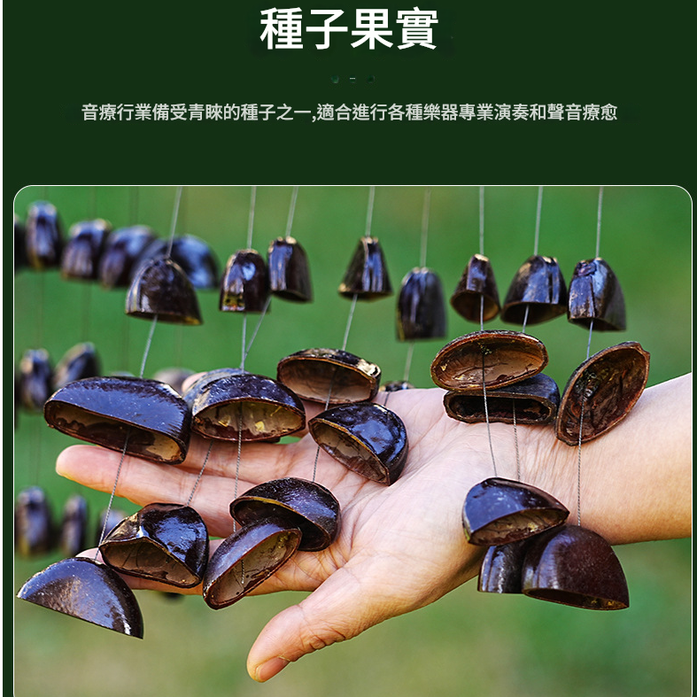 印尼 鴨毽藤 排鈴音束 大串果殼鈴 果殼搖鈴 堅果 果殼排鈴