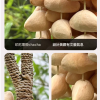 大串 椰殼圓環風鈴 手鈴 夾竹桃 圓環風鈴 果殼 手搖鈴 