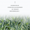 美國天然 加州 白鼠尾草線香White sage (50g）