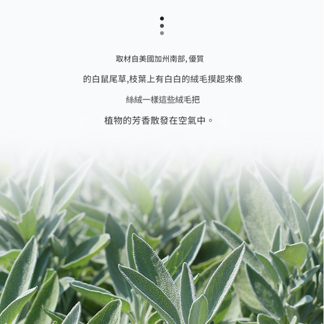 美國天然 加州 白鼠尾草線香White sage (50g）